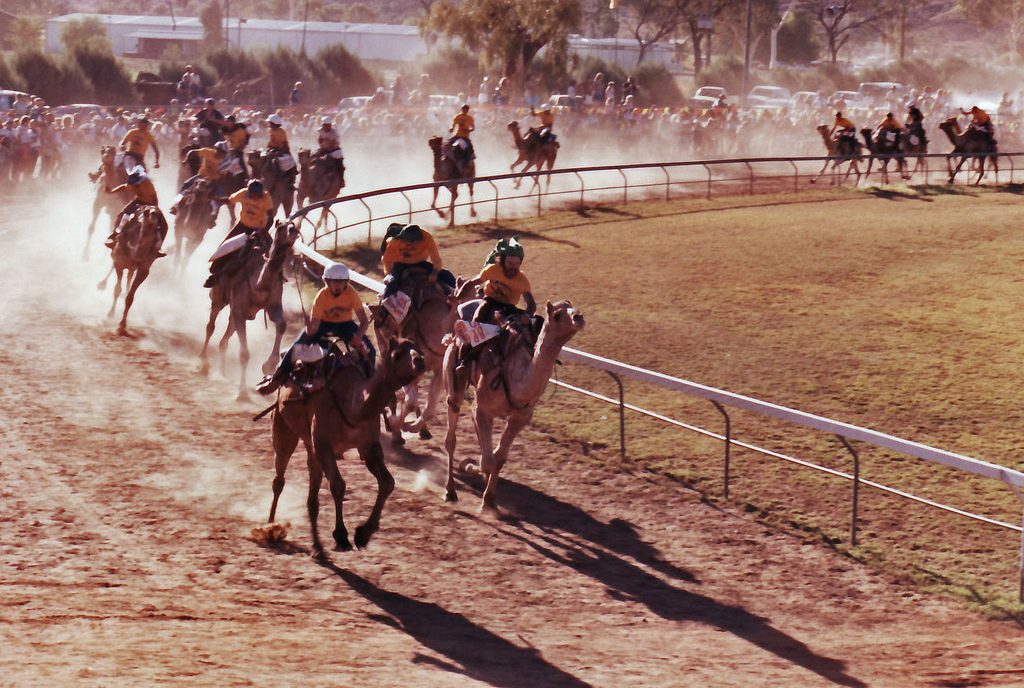 Camel Race Desert Safari Dubai